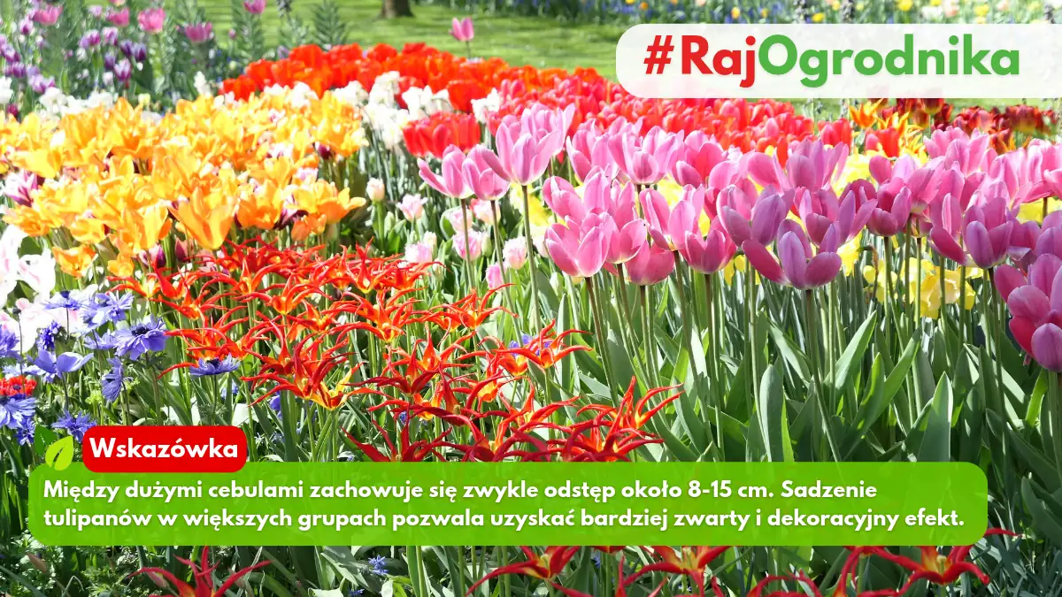 Kompozycja tulipanów na rabacie w ogrodzie blog sklep rajogrodnika